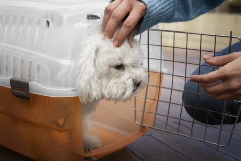 cute-dog-pet-carrier.jpg_700.jpeg
